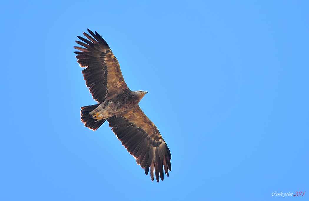 Lesser Spotted Eagle